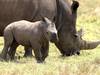 Trente rhinocéros blancs introduits, en Boeing 747, au Rwanda
