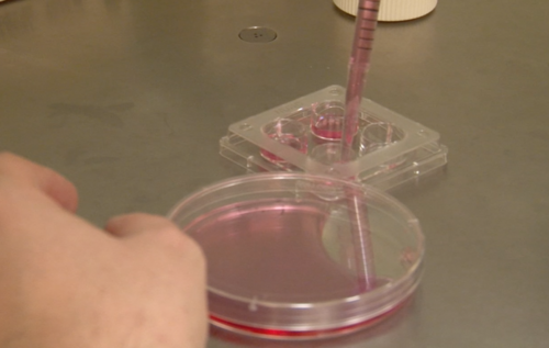 Les Suisses Se Prononcent Sur La F condation In Vitro