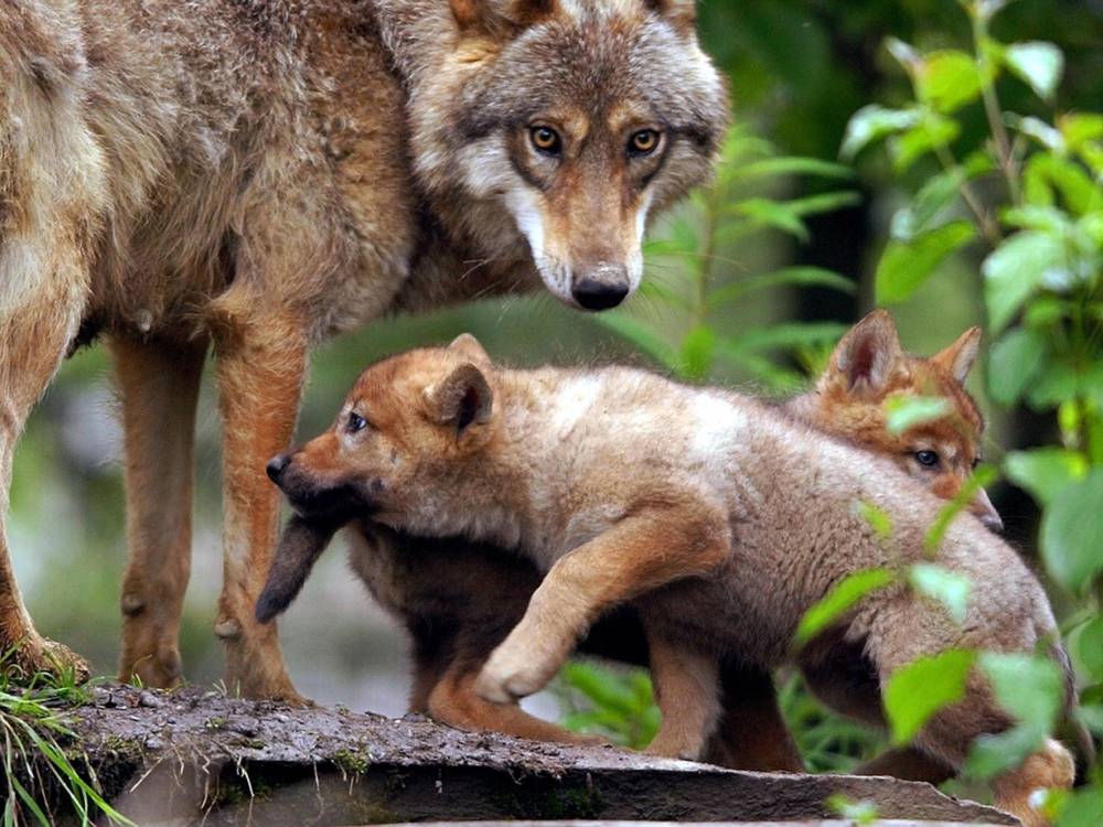 Groupe Loup Suisse