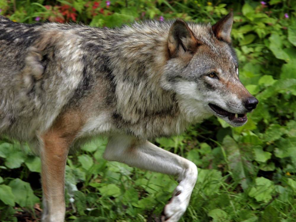 Deux moutons tués à Chandon: le loup en cause