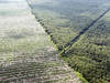 La déforestation en Indonésie provoque des chaleurs mortelles