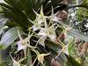 Une orchidée particulière fleurit au zoo de Zurich