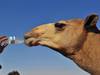Des chameaux botoxés exclus d'un concours de beauté