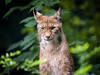 Plainte pénale déposée pour un acte de braconnage présumé d'un lynx