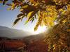 Vigne: trois foyers de flavescence dorée découverts en Valais