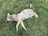 Le loup retrouvé mort en Valais a été heurté par un véhicule