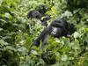 RDC: deux bébés gorilles aux Virunga, où leur population continue d'augmenter