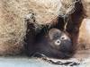 Dans les zoos, les orangs-outans font des pirouettes