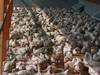 Pétition pour l'interdiction des élevages de poulets cruels