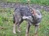 Présence du loup confirmée à Bâle-Campagne