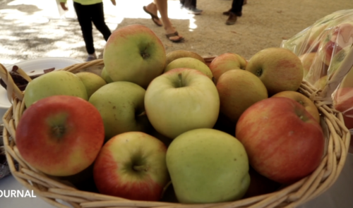La Recolte De Pommes Sera Bonne
