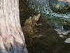 Deux petits crocodiles de Johnston font du zoo de Bâle un pionnier