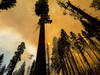 Des milliers de séquoias géants détruits par le feu en Californie