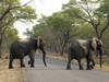 Une femme et son bébé piétinés par un éléphant au Zimbabwe