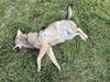Un loup retrouvé mort dans le Bois de Finges à Loèche (VS)