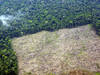 Djakarta recule sur l'engagement de mettre fin à la déforestation
