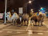 Huit chameaux et un lama en liberté dans les rues de Madrid