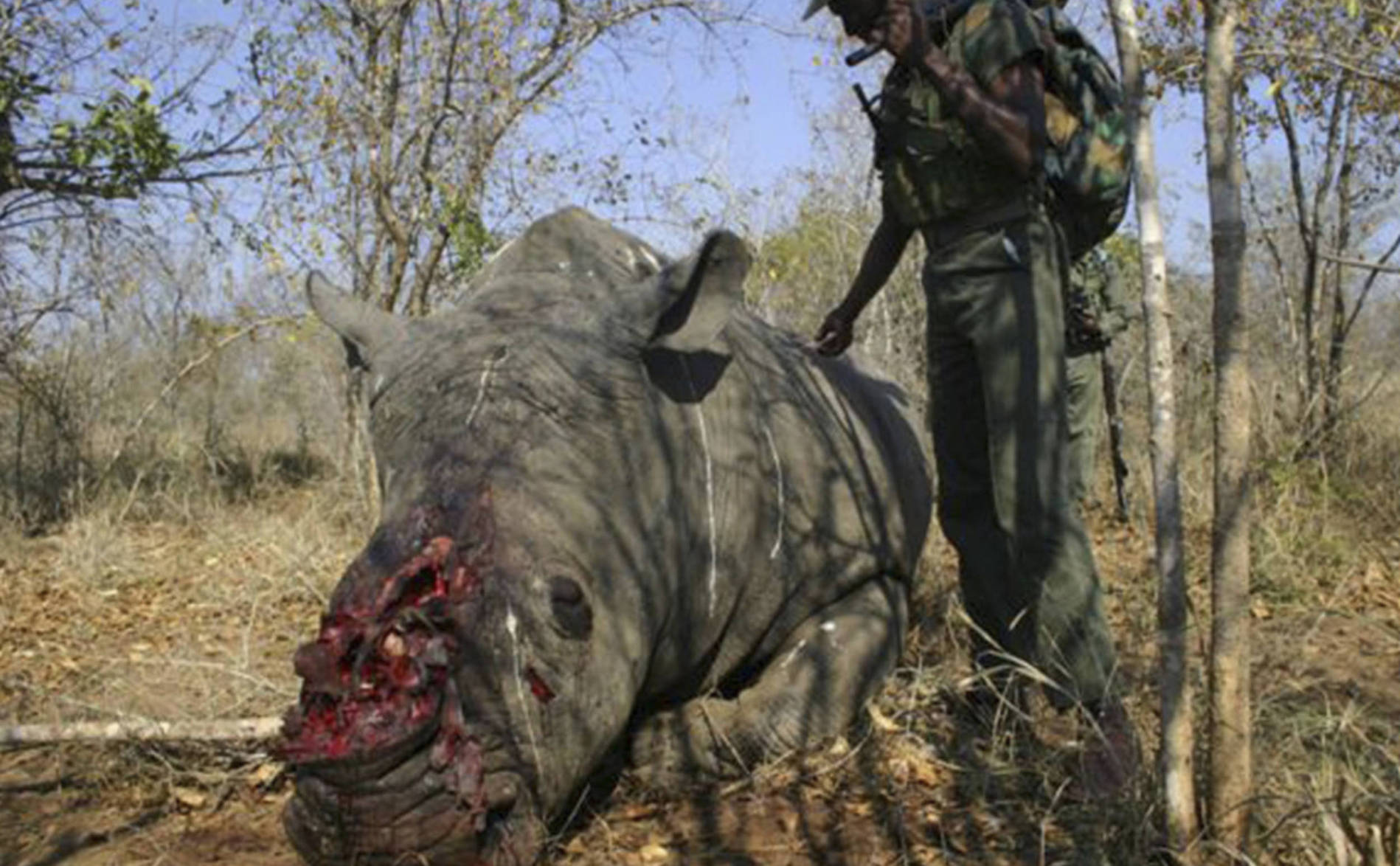 Vietnam: peine record pour un trafiquant de cornes de rhinocéros